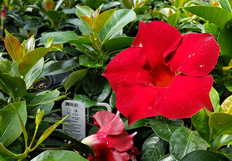 Grossistes spécialisés en plantes tropicales au Québec et en Ontario.