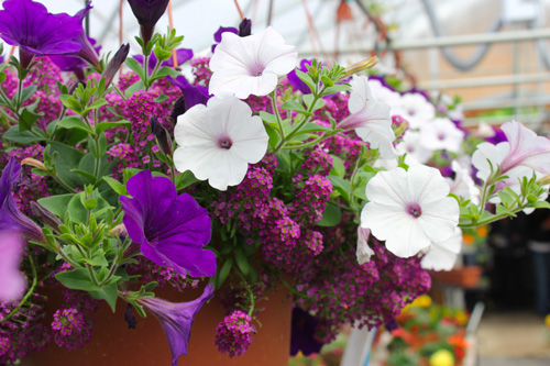 Producteurs, grossistes et ventes en gros de fleurs annuelles au Québec et en Ontario.