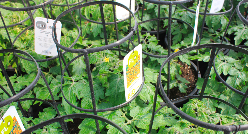 Les Serres OEC, producteur de plants de légumes biologiques. Livraison au Québec et en Ontario.
